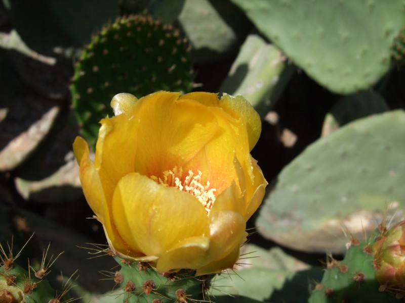 Anadalusien 2009 - 0143 